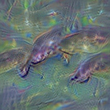 n01872401 echidna, spiny anteater, anteater